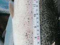 آغاز صید ماهی قزل آلای رنگین کمان در اوزان بالاتر از 2 کیلوگرم در قفس های شناور
