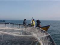 فیلم برداری صدا و سیمای استان مازندران از طرح ترویجی پرورش ماهی در قفس (دریای خزر)