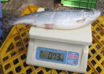 بررسی اثر تراکم ذخیره ماهی (قزل آلای رنگین کمان) در قفس شناور بر عملکرد رشد و تولید نهایی در جنوب دریای خزر