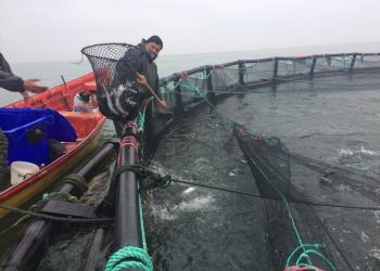 ارزیابی اثرات زیست محیطی پرورش ماهی در قفس شناور در منطقه جنوبی دریای خزر (استان مازندران)