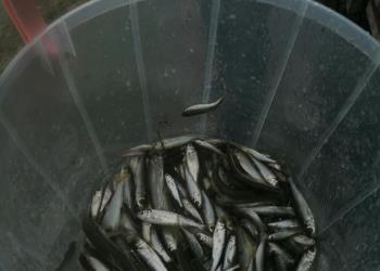 امکان سنجی افزایش توان فیزیولوژیک بچه ماهی سفید با جیره نمکی در آب شیرین،  به منظور رهاسازي مستقيم به دریای خزر